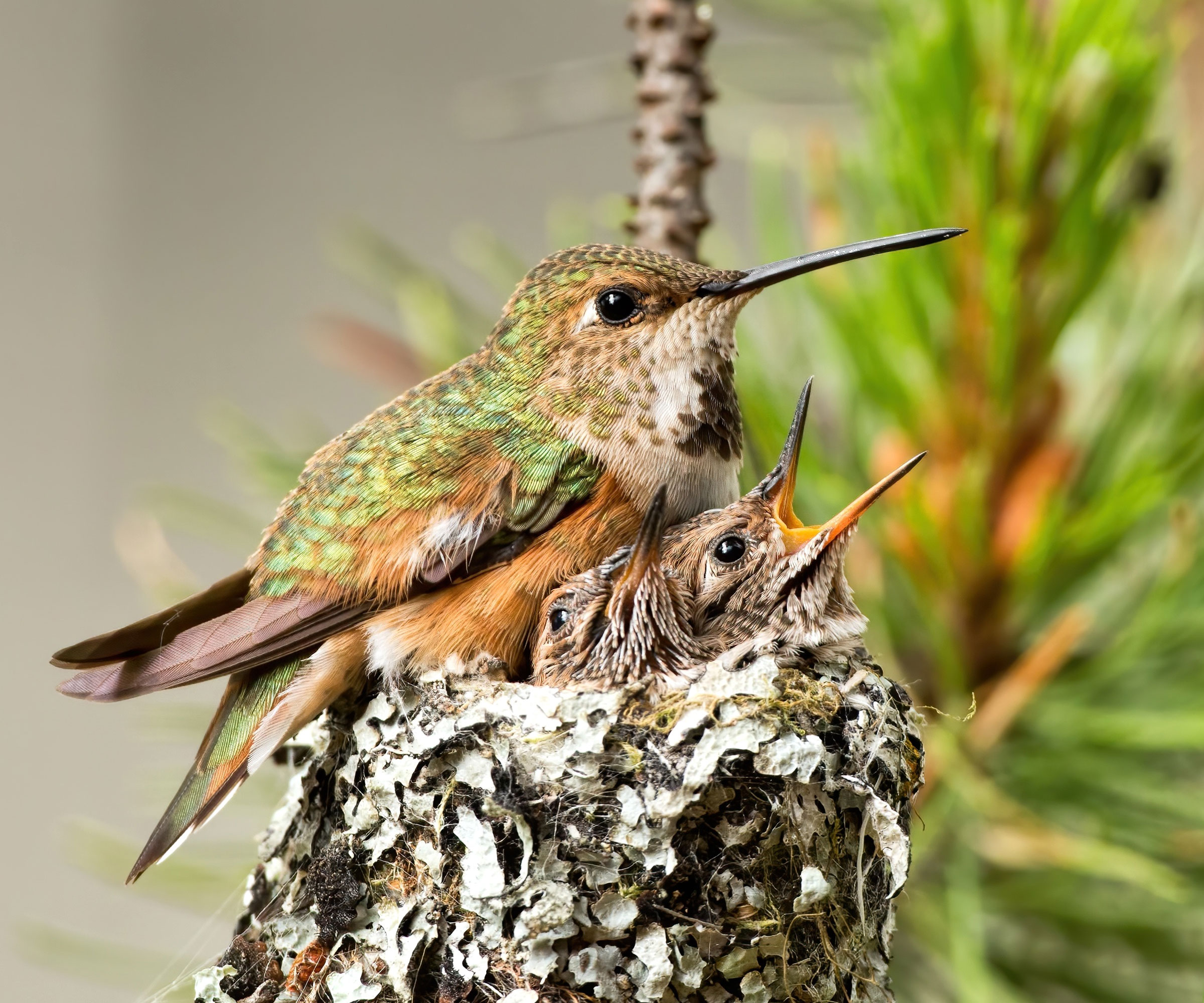 rufous hummingbird sitting on tree branch near nest with babies