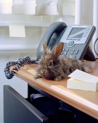 Rabbit side on telephone