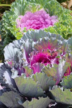 Flowering Kale Plants