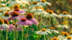 coneflower at golden hour