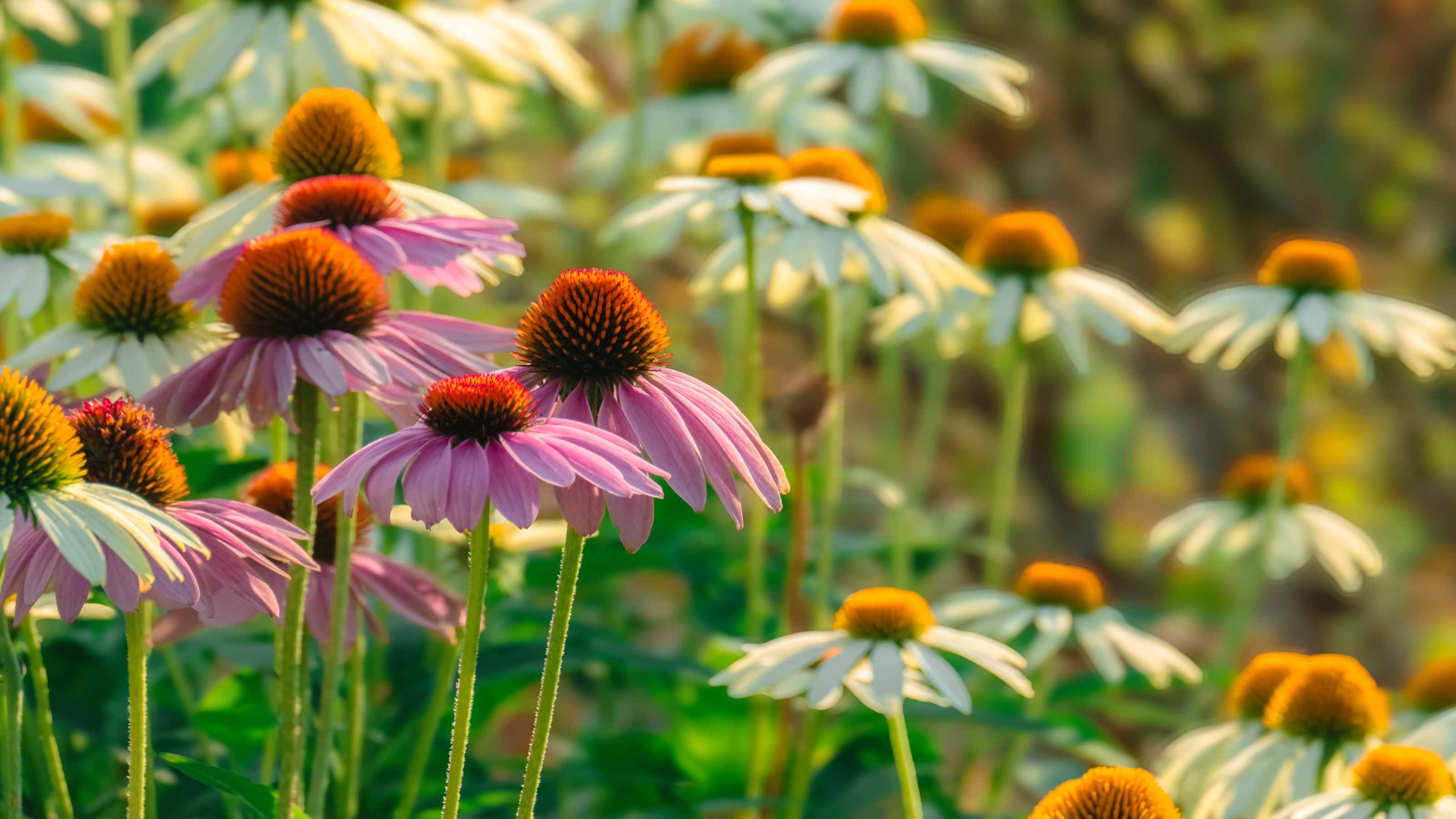 coneflower at golden hour