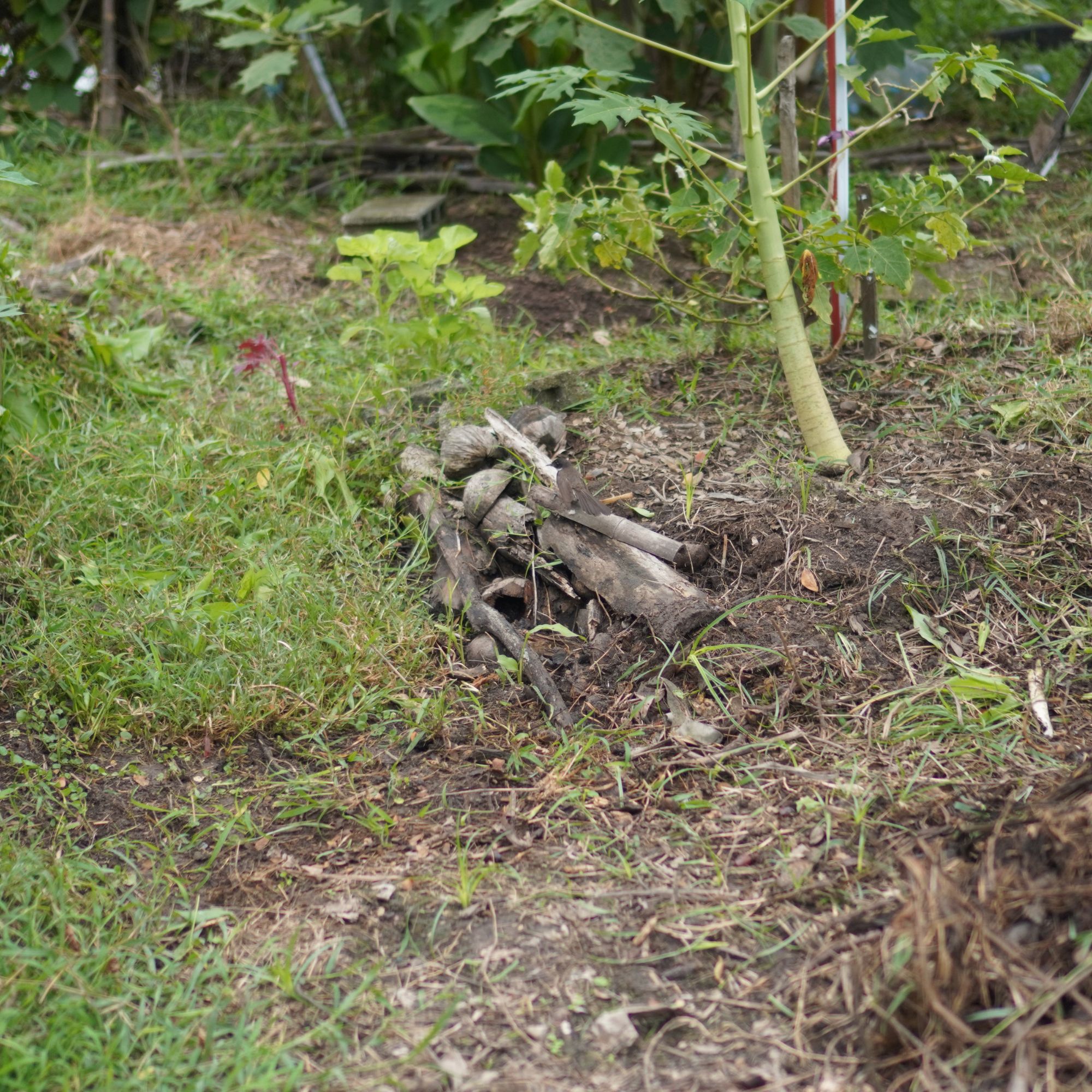 Frog house hibernaculum made from logs in garden