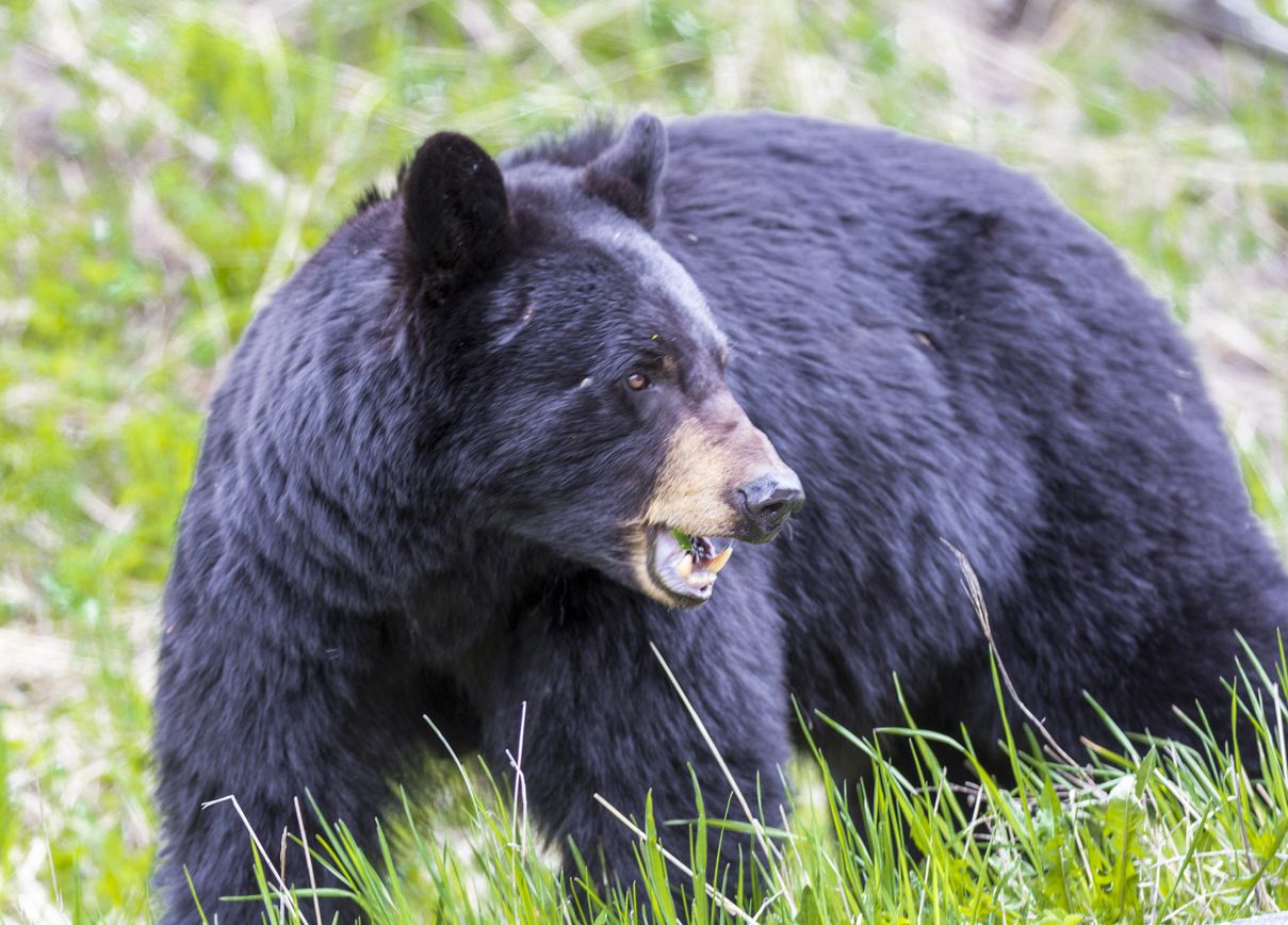 Black bear in woods.