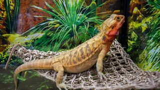 Lizard using one of the best toys for pet lizards 