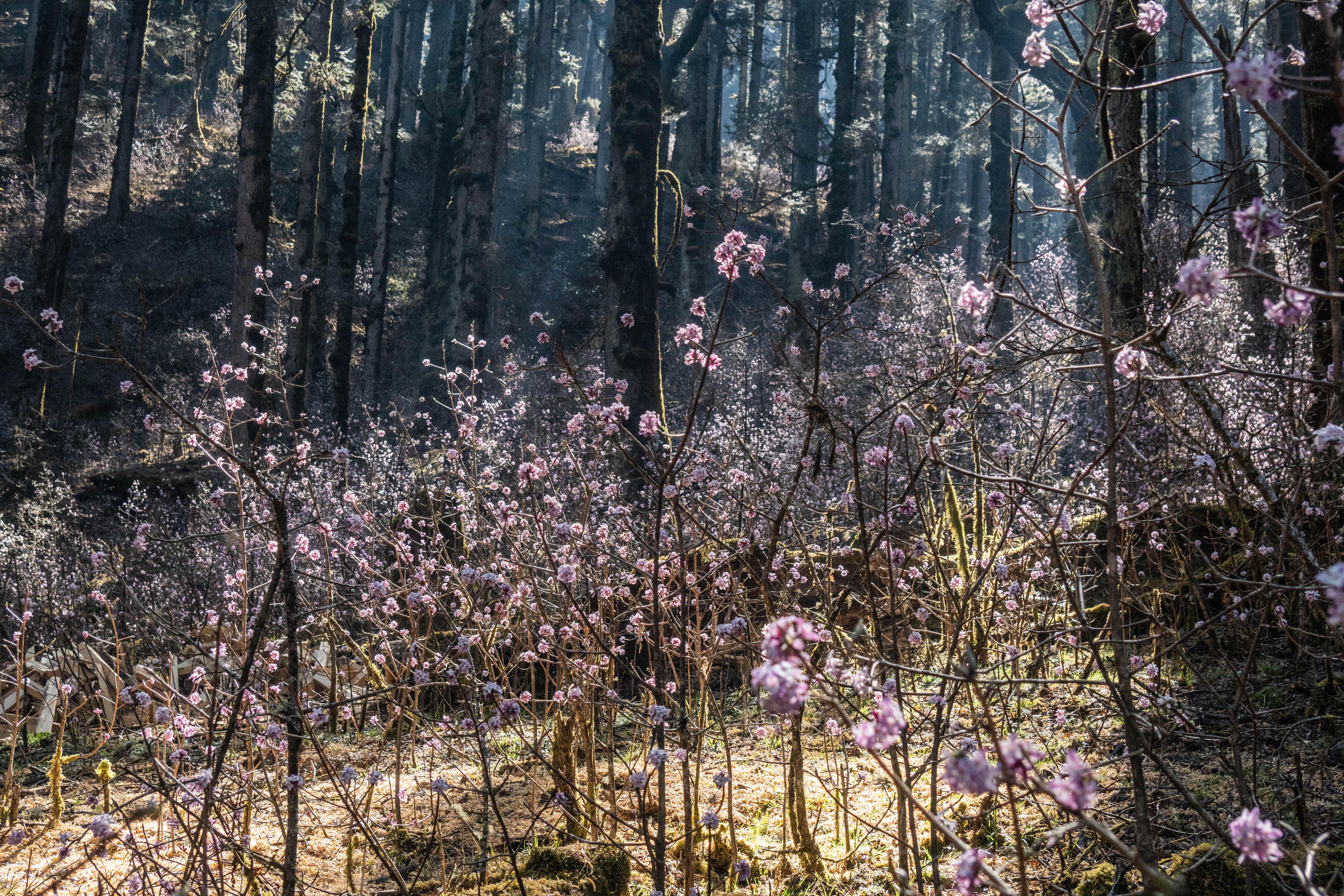 Daphne Bholua (Nepalese paper plant) wildflowers in the forest, Langtang National Park, Nepal