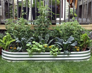 Vegetables planted in raised bed