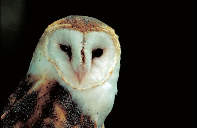 Barn Owl