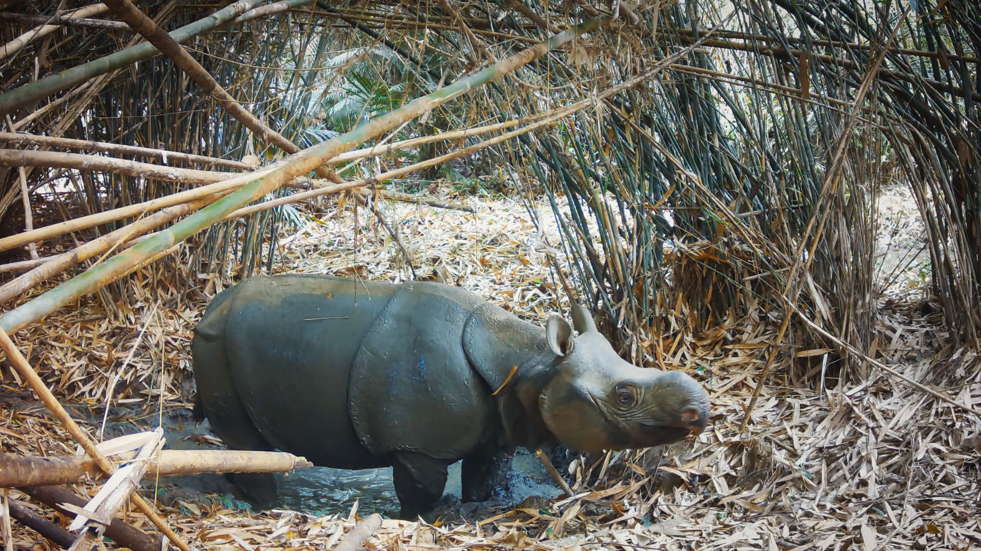 A Javan rhinoceros in the jungle caught on a motion sensor camera