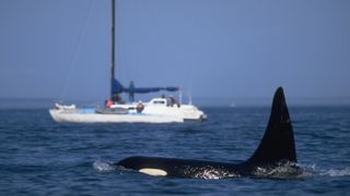 An orca swims on the sea surface while a sailboat with people on deck cruises in the background.