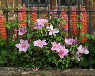 clematis and lupins growing alongside a garden wall with metal railings