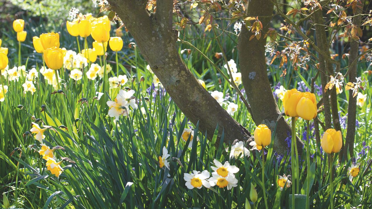 Flowering daffodils and yellow tulips growing around small tree in garden