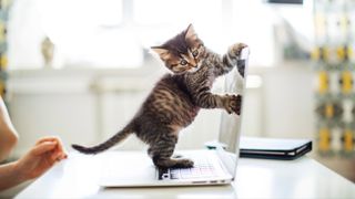 Kitten on laptop