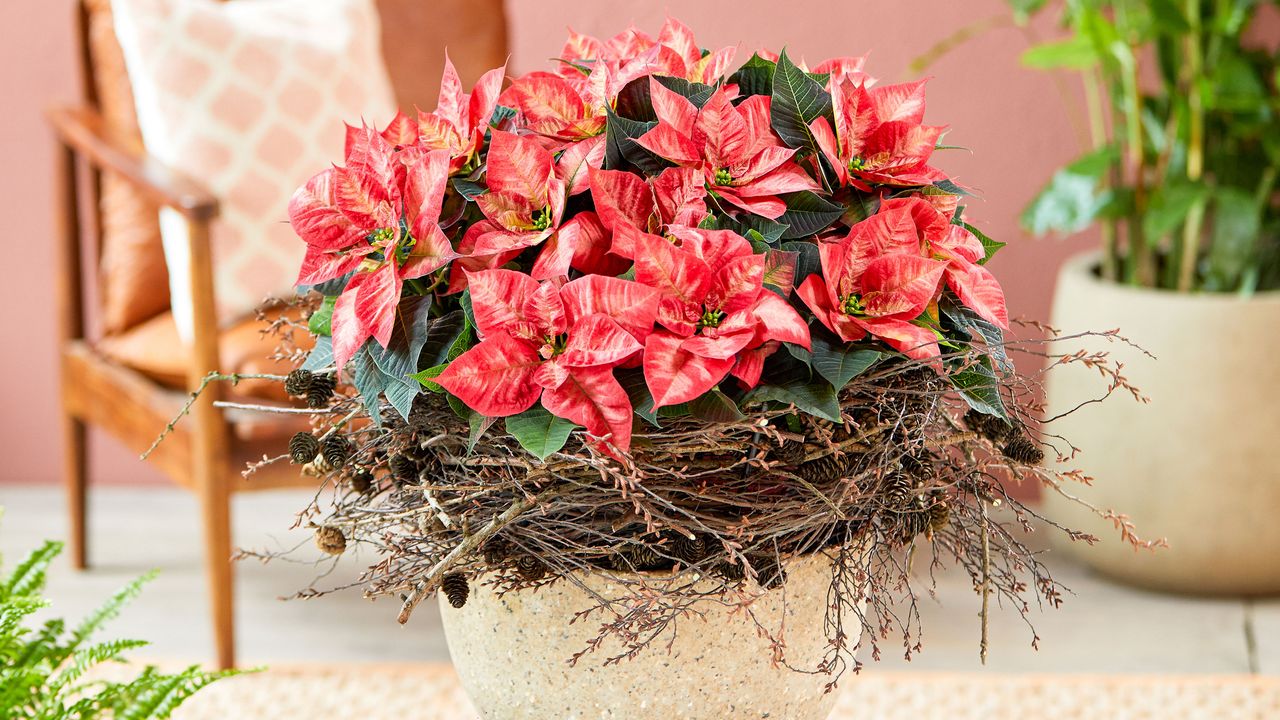 how to make a DIY poinsettia centerpiece