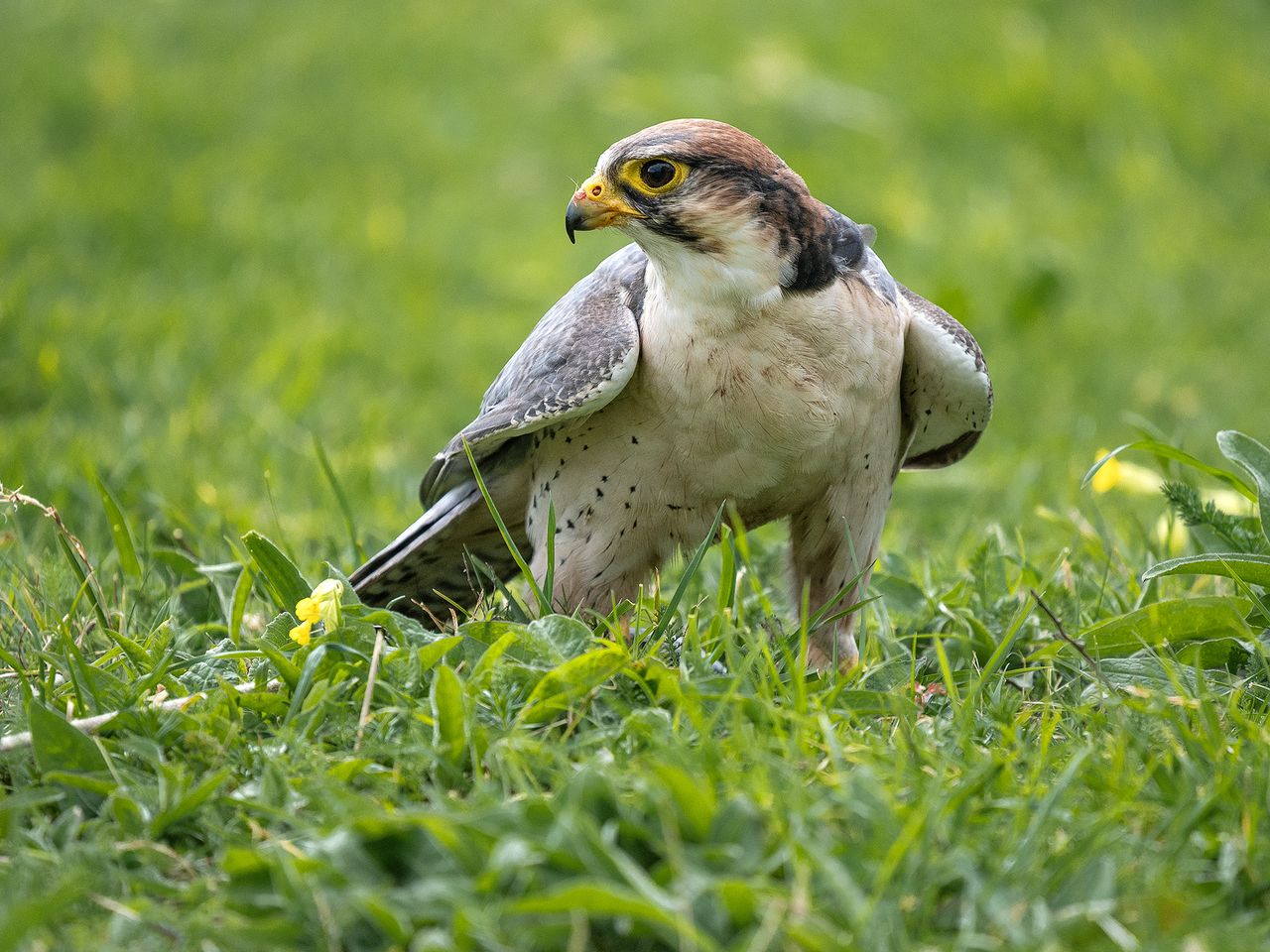 Hawk at Hawk Conservancy Trust, Hampshire, sitting on green grass