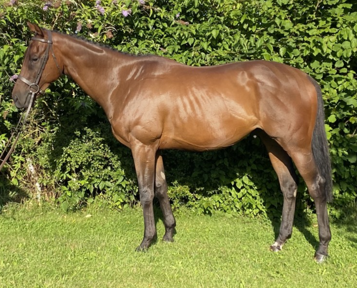 Bay horses for sale