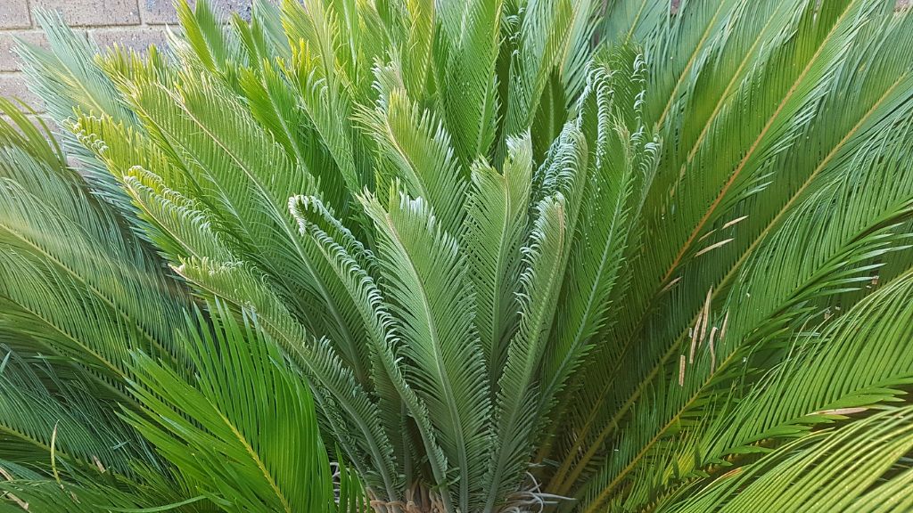 Sago palm