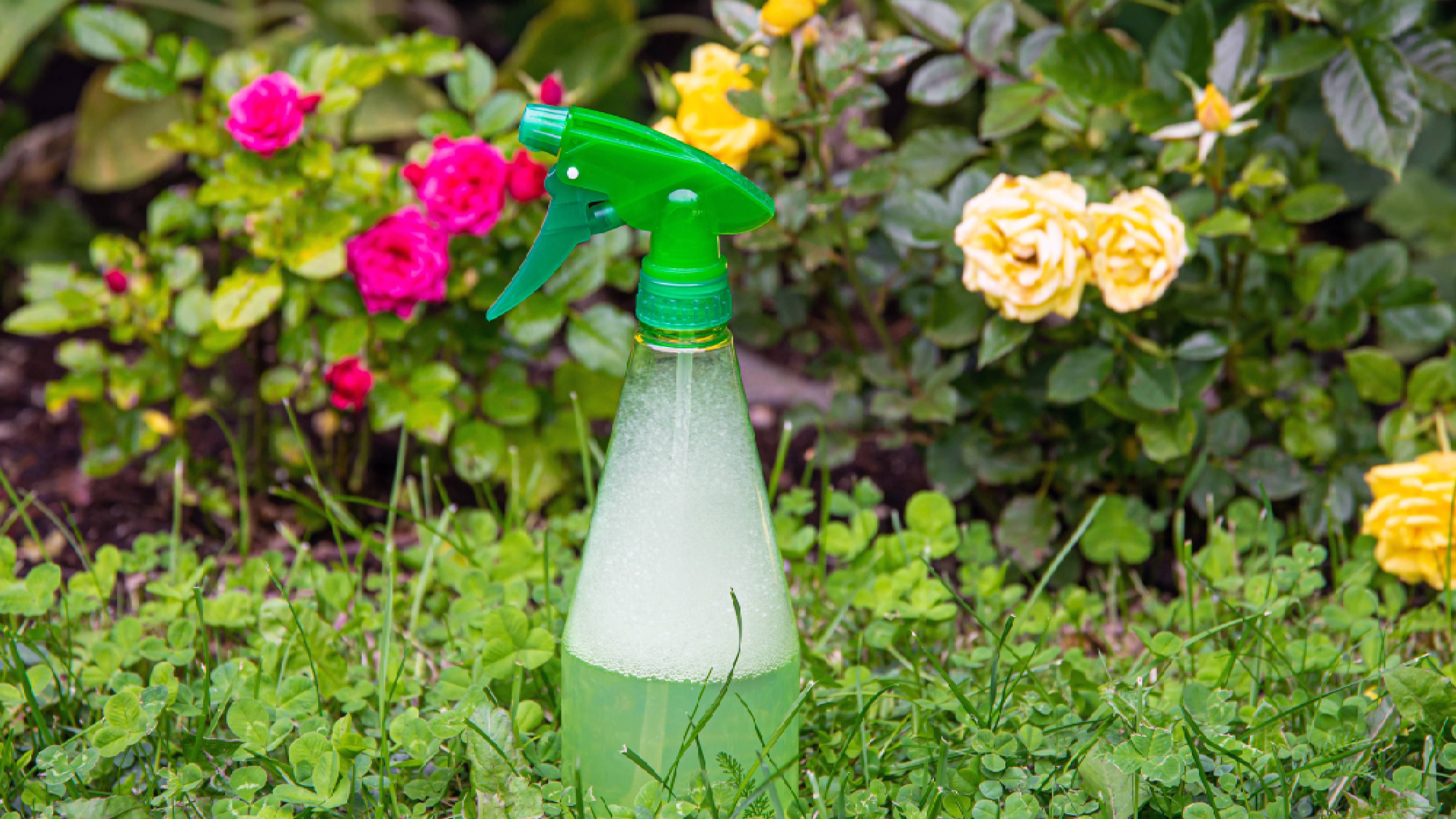 DIY dish soap spray