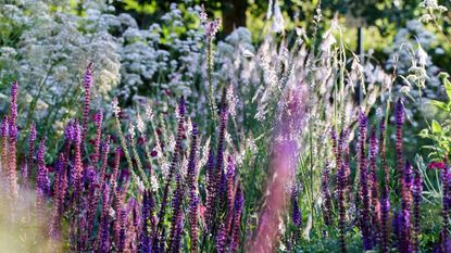 How to use cornstarch in the garden