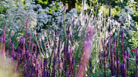 How to use cornstarch in the garden
