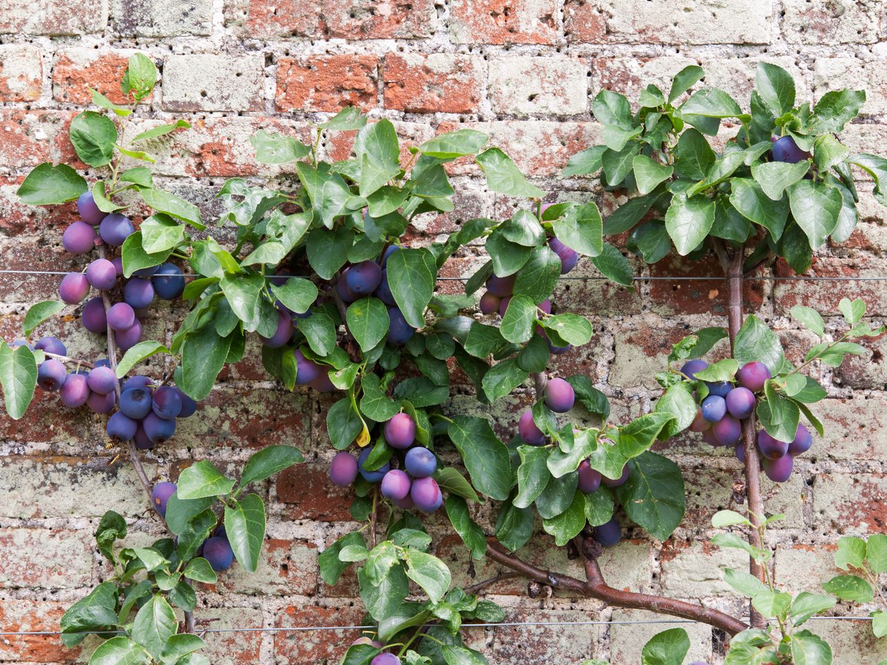 espalier Victoria plum tree 