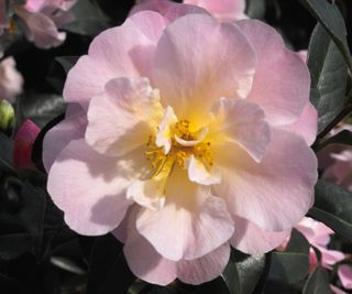 Camellia 'Nicky Crisp'