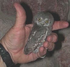 elf owls