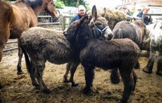 donkeys-grooming-each-other-in-muddy-yard-rspca-rescue.jpg