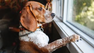 Dog with separation anxiety looking out the window