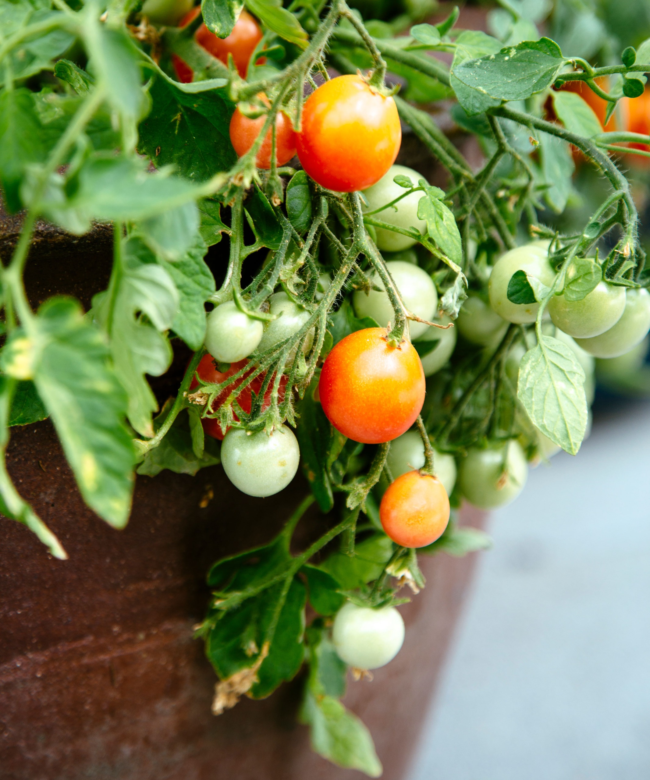 small red and green cherry tomato fruits trailing over edge of barrel pot