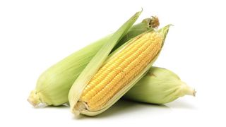 Two ears of corn