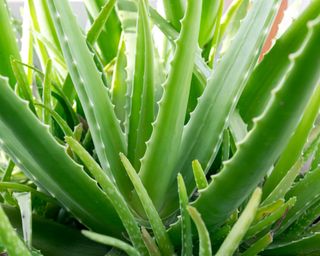 Side view close up of aloe vera plant