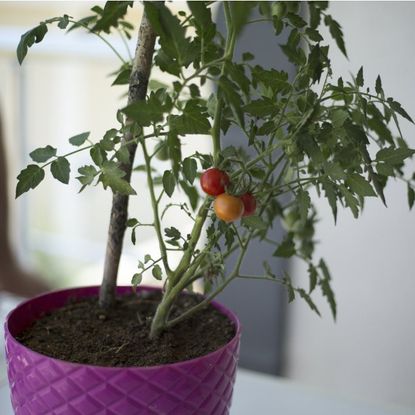 Three tomatoes on a dwarf tomato plant in a pink pot