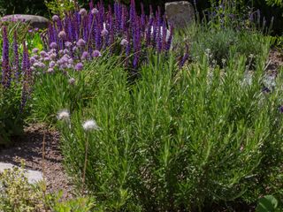 rosemary, sage and chive plants in herb garden
