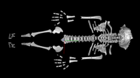 screencap of a 3D model of a Neanderthal child skeleton