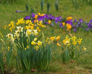 naturalized daffodils in lawn with crocus