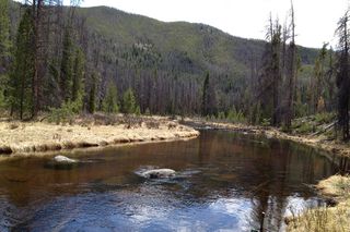 Bark beetle-infested trees