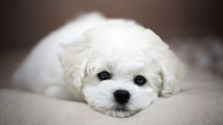 Bichon frise lying down quietly