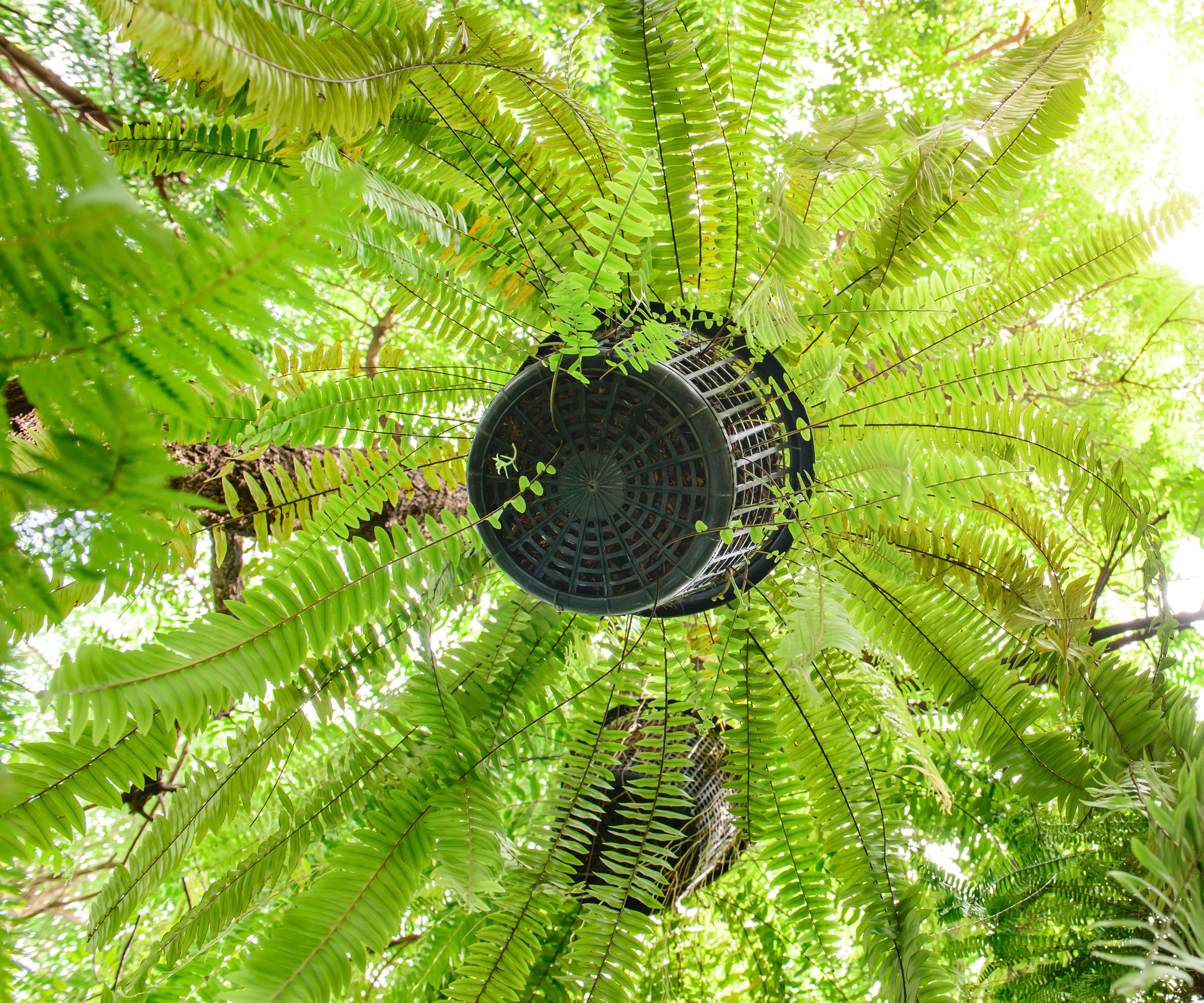 Kimberly queen fern in hanging basket viewed from below