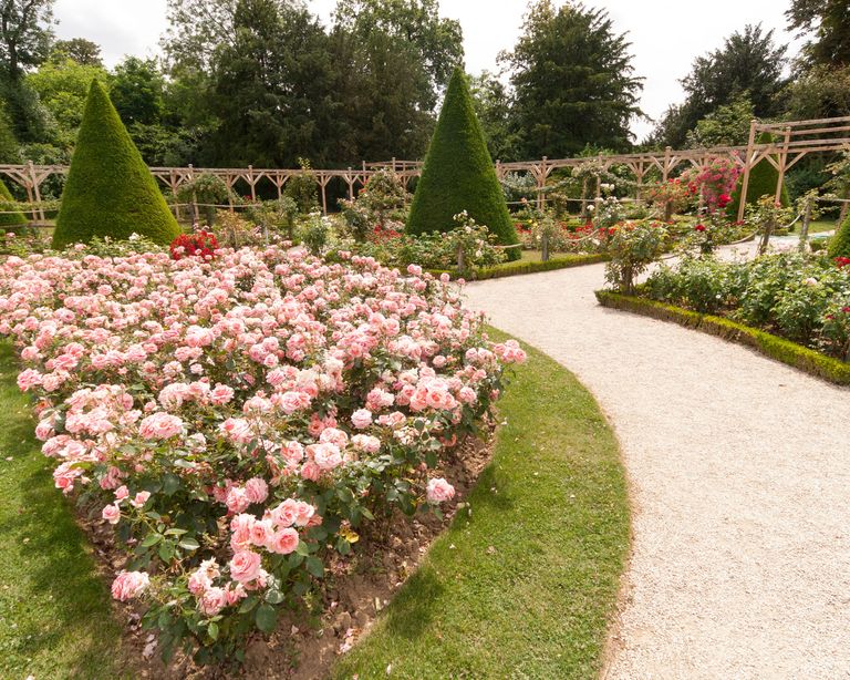 Rosegrowing secrets from Buckingham Palace rose garden Gardeningetc