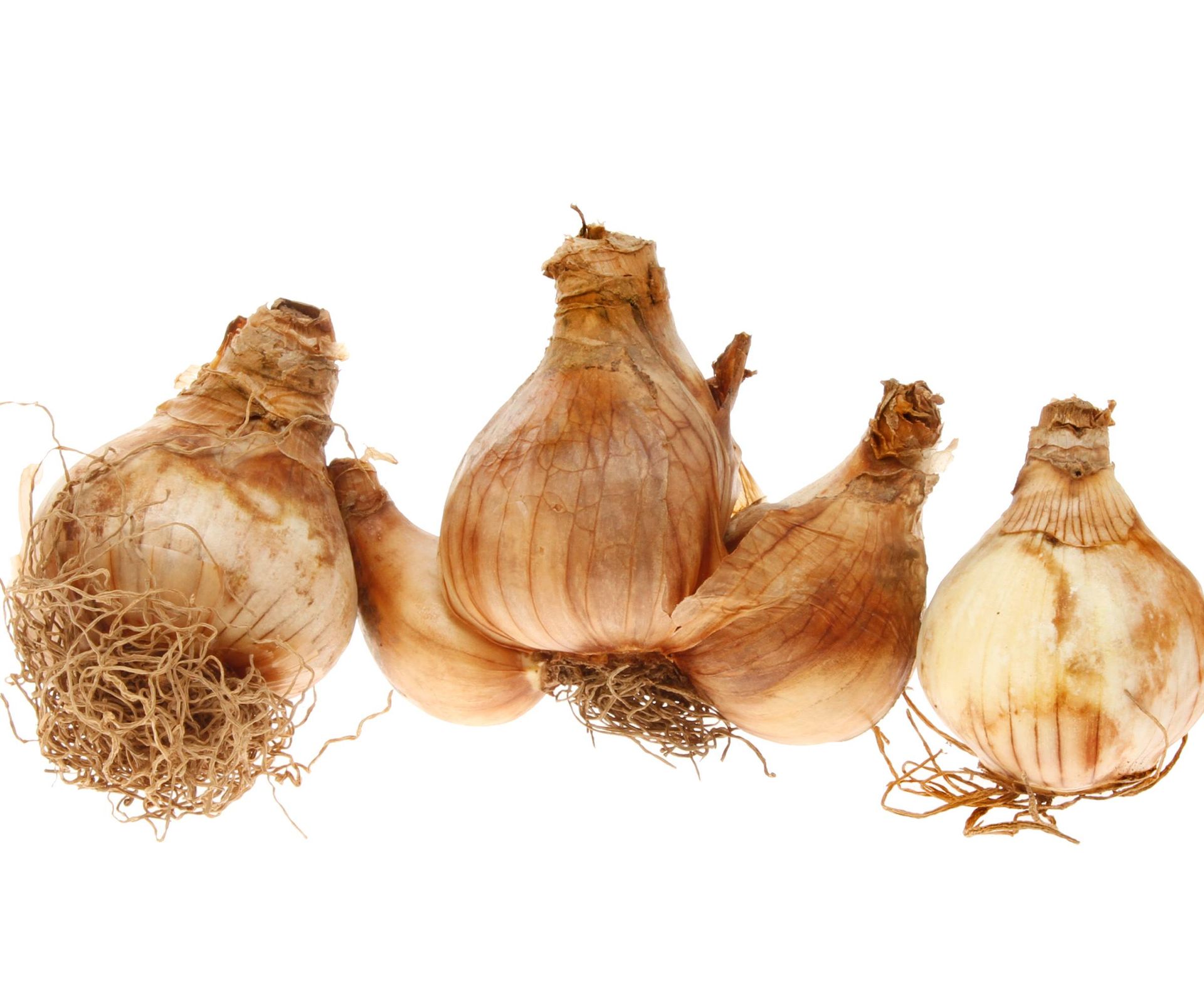 Three daffodil bulbs on a white background. The middle one has multiple offset bulbs