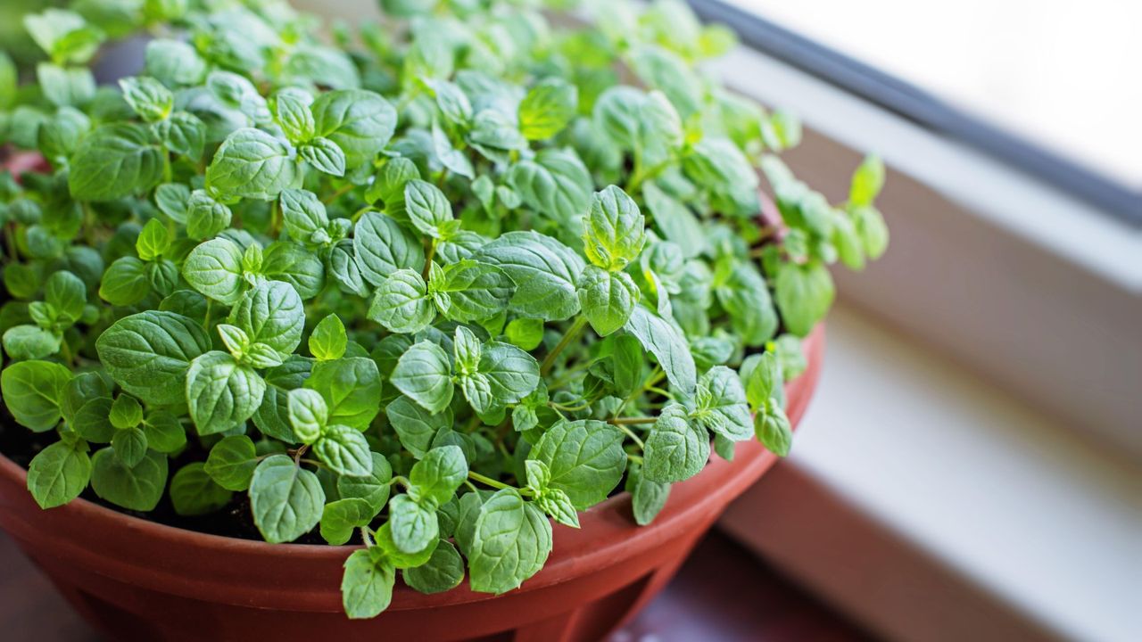 Mint growing indoors on a windowsill