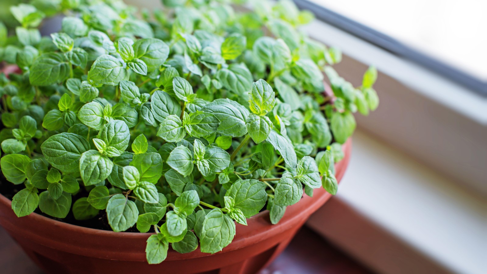 Potted Mint