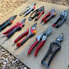 Secateurs in garden