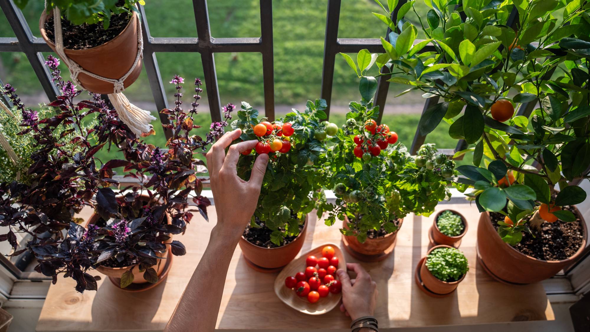 Hands harvesting tomatoes from a tiny container vegetable garden on a balcony