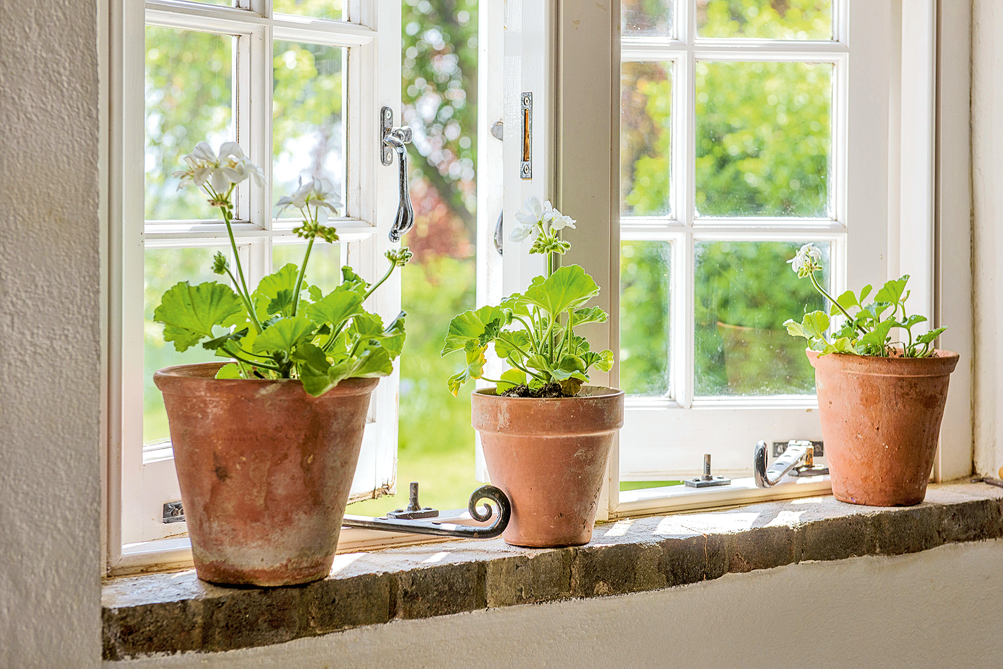 Potted pelargoniums on the windowsill