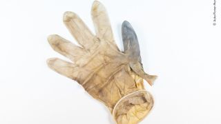 A young perch trapped in a surgical glove.