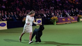 Katie Bernardin and Monty, a Giant Schnauzer, compete in the best in show competition