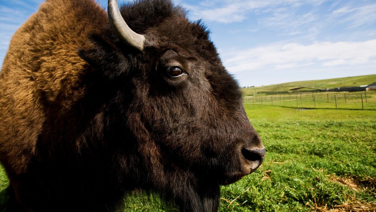 American bison standing in field