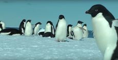 Ad&eacute;lie penguins come to the edge of sea ice to feed on krill and fish.