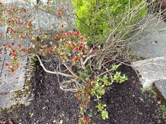 Azalea Plant With No Leaves